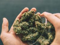 Learn the benefits of using cbd flower